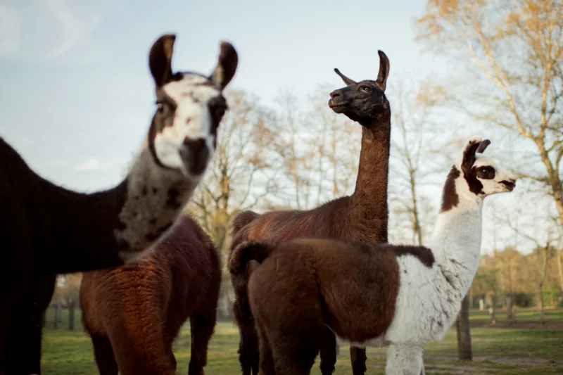 Lama