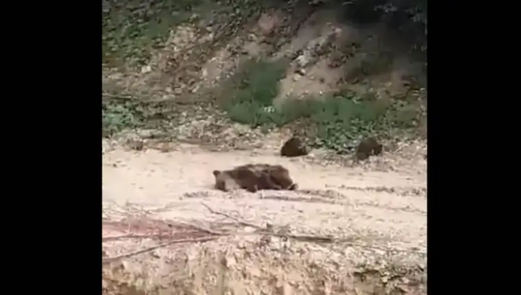 Medvjed kresevo