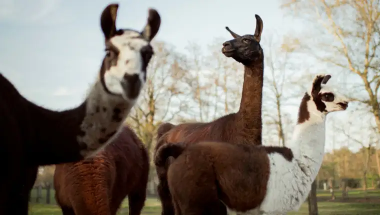 Lama