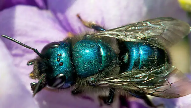 Plava pcela