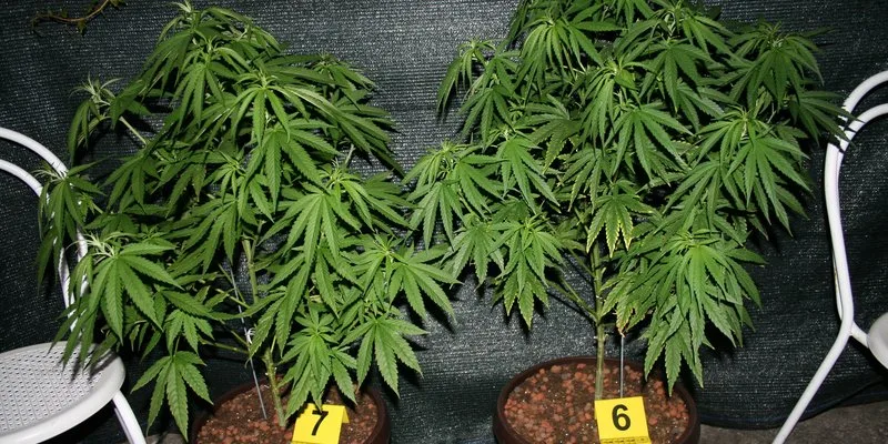 Marihuana2