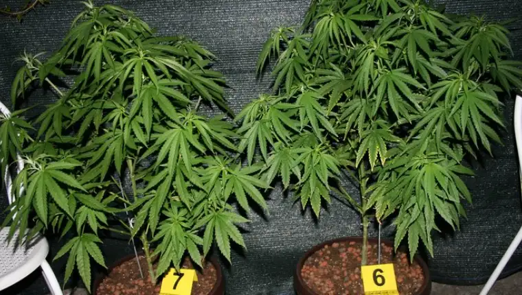 Marihuana2