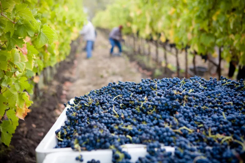 Vinograd grožđe scaled 1