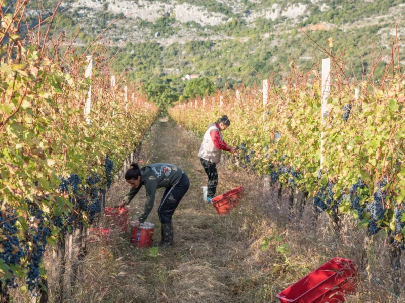 VINOGRADI-HERCEGOVINA-2