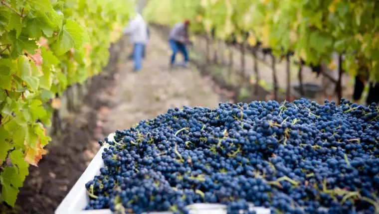 Vinograd grožđe scaled 1