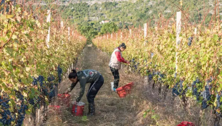 VINOGRADI-HERCEGOVINA-2