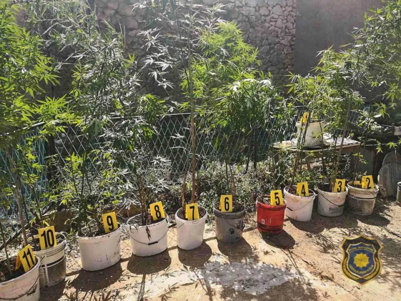 Marihuana