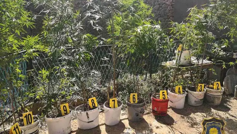 Marihuana