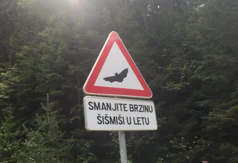Sismis u letu