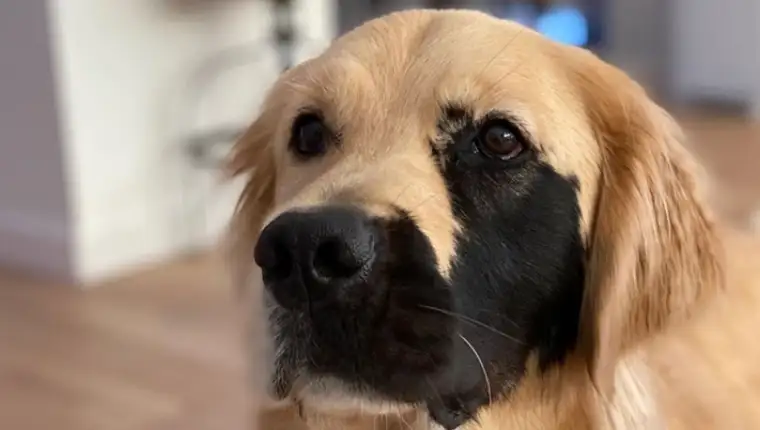 Retriver