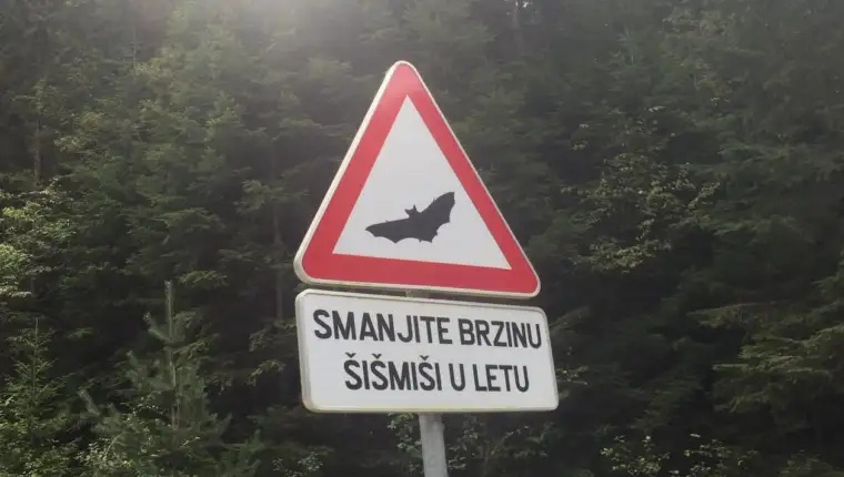 Sismis u letu