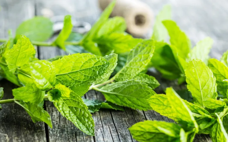 Menta