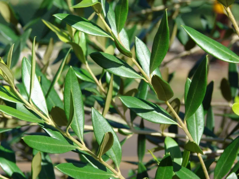 Listovi masline