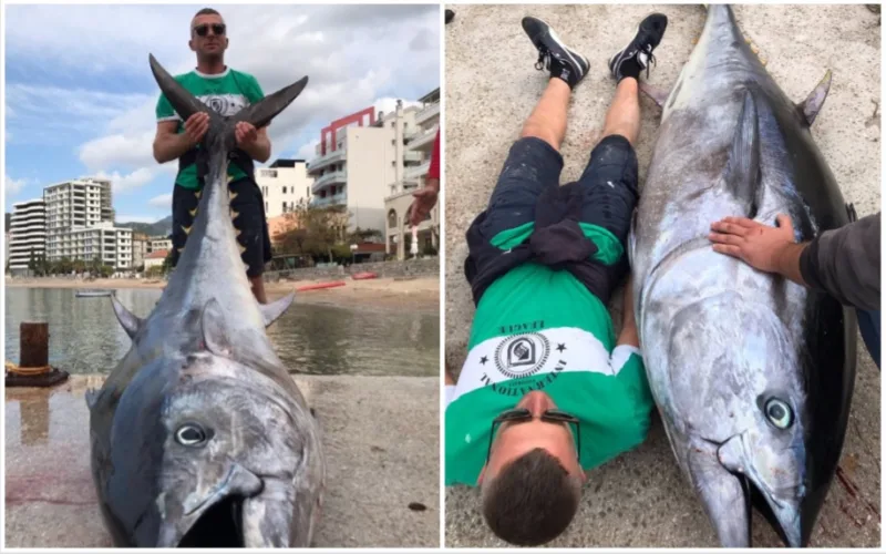 Ribari tuna