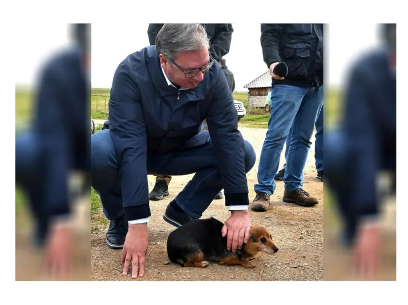 Vucic pas pester