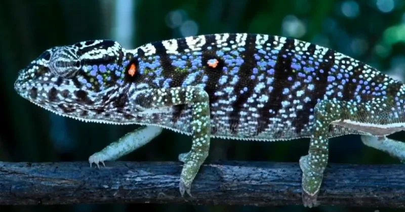 Kameleon madagaskar