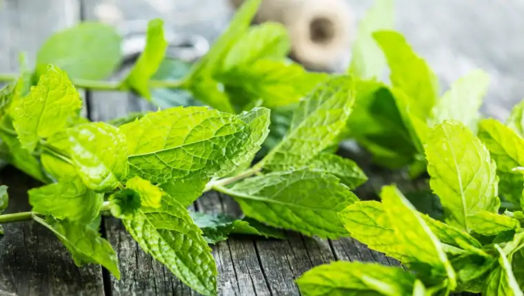 Menta