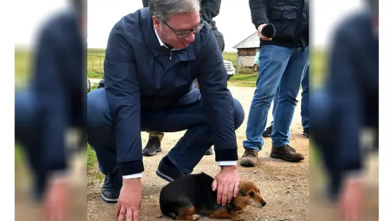 Vucic pas pester