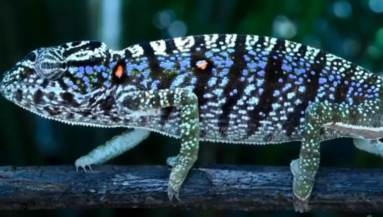 Kameleon madagaskar