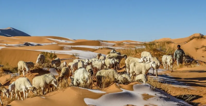 Snijeg sahara