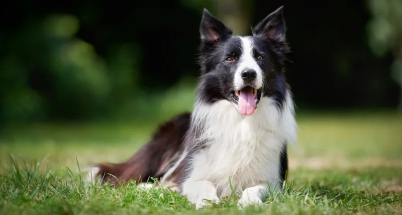 Border collie 1 1330x711 1