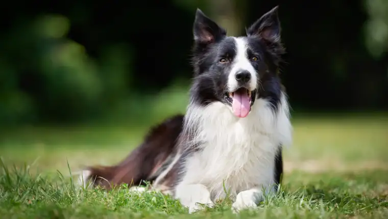 Border collie 1 1330x711 1