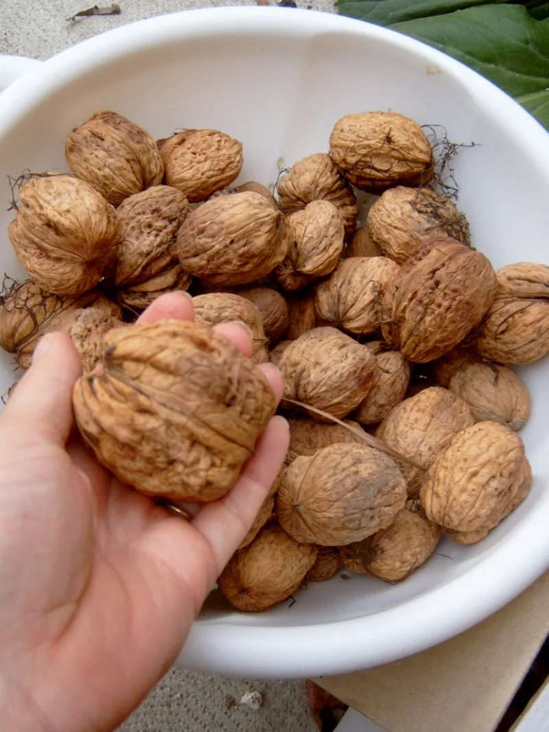 Orasi