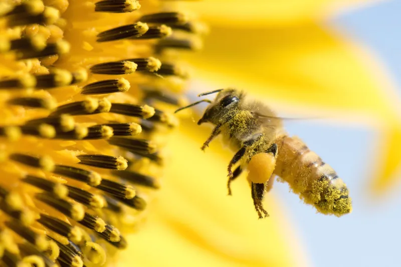 Honeybee