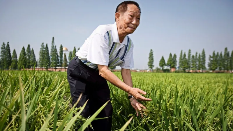 Yuan Longping