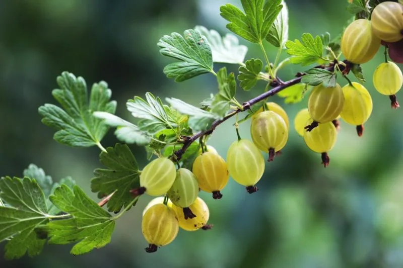 amla