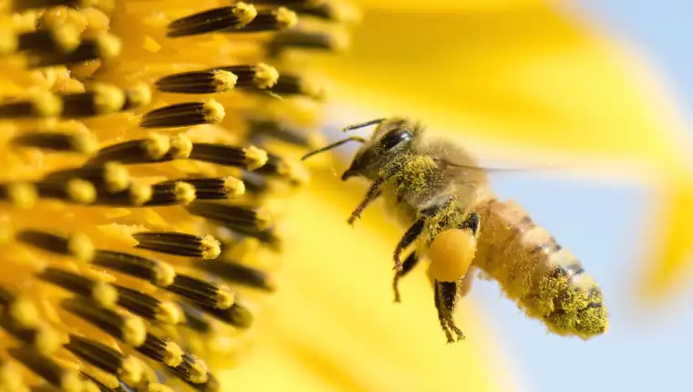 Honeybee
