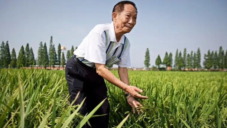 Yuan Longping