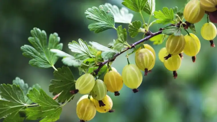 amla