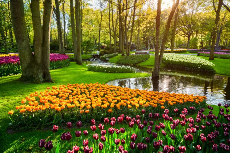 Tulipani