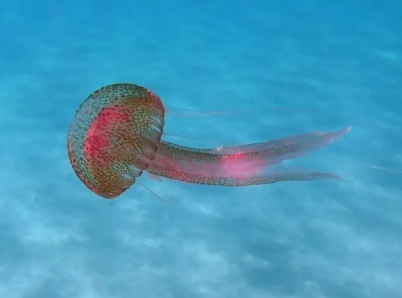 Meduza