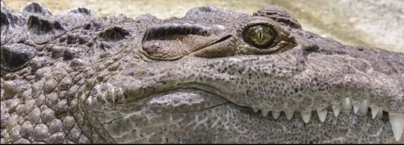 Krokodil