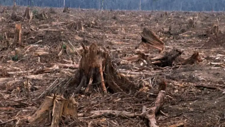 deforestacija