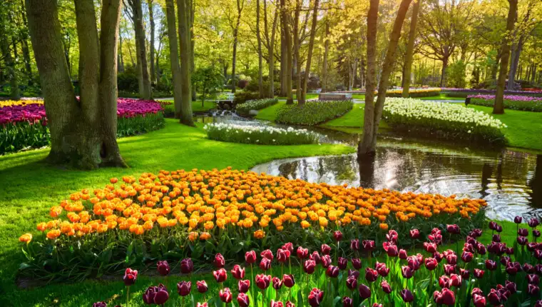 Tulipani
