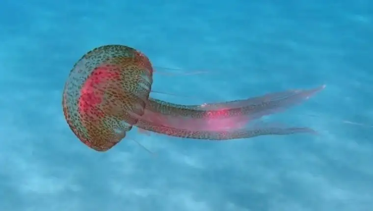 Meduza