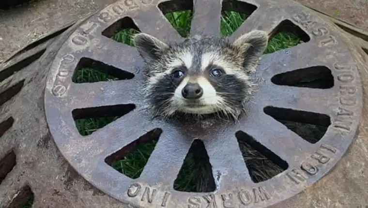 rakun