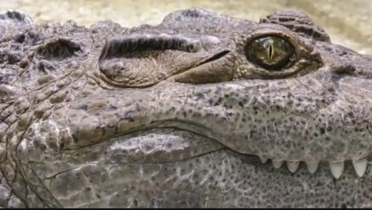 Krokodil