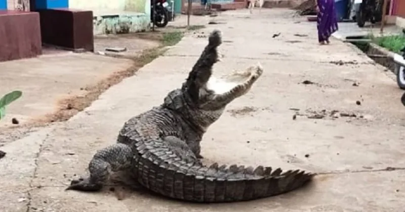 krokodil