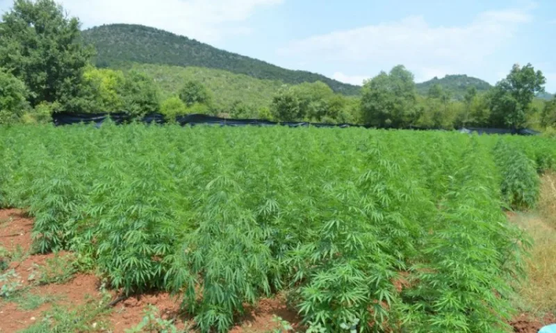 marihuana