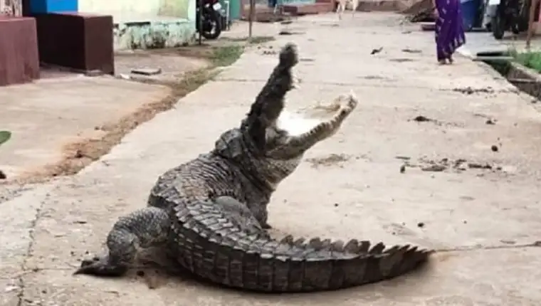 krokodil