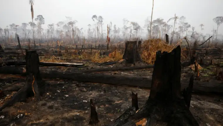 Amazonija brazil