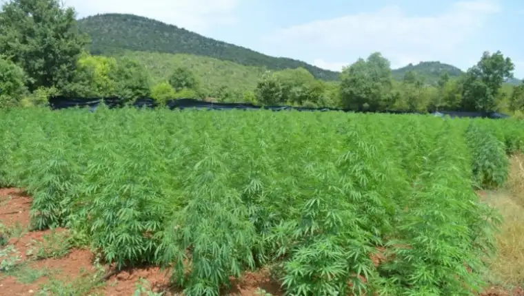 marihuana