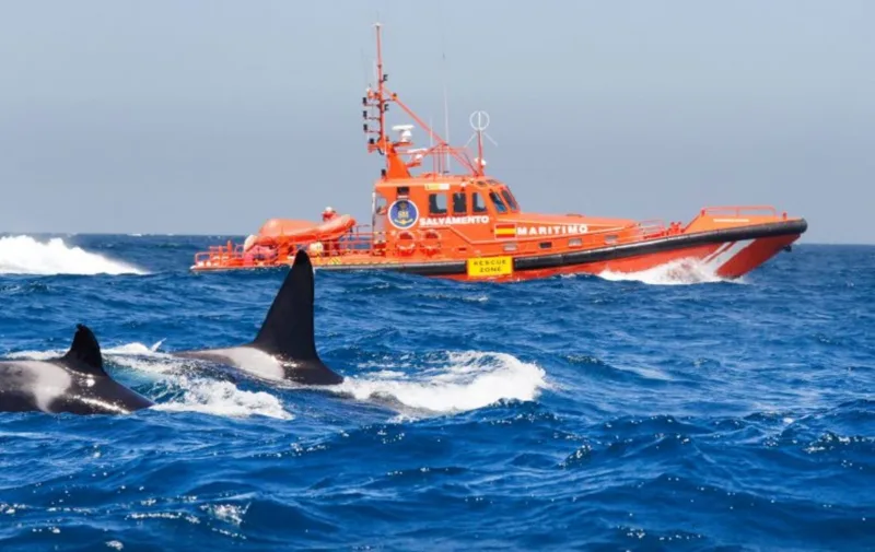 orca1