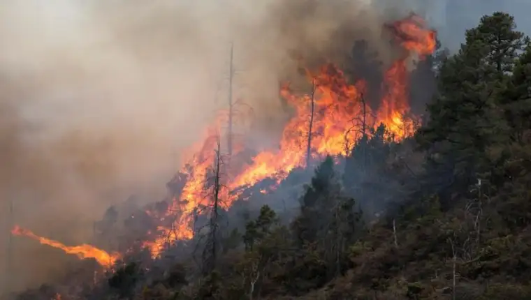 Forest fire in northeastern Mexico accumulates 12,000 hectares affected