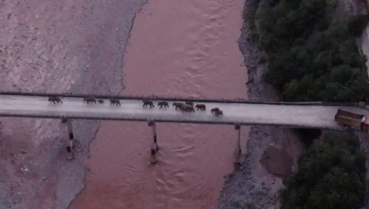 1628599124-1628593878-2021-08-10T032753Z_1927730252_RC281P9EAPNF_RTRMADP_3_CHINA-ELEPHANTS-750x563
