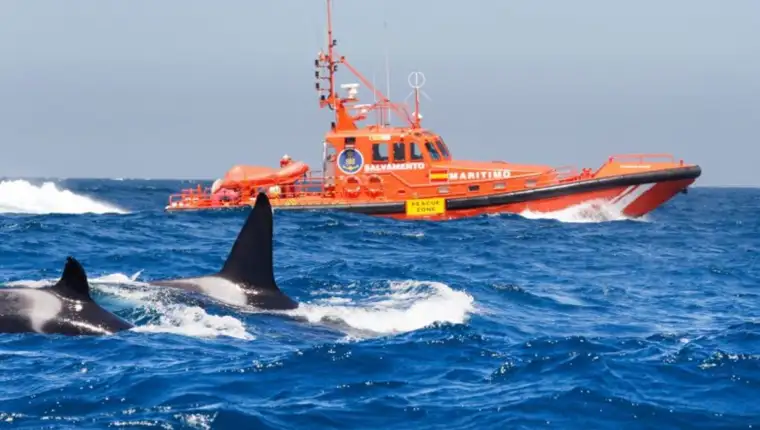 orca1